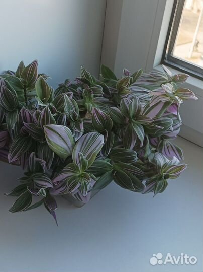 Традесканция фиолетовая