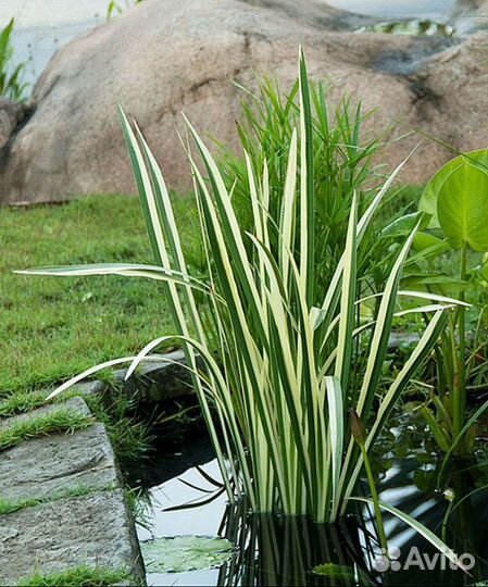 Аир вариегатный