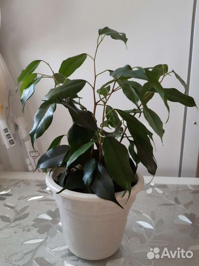 Фикус бенджамина