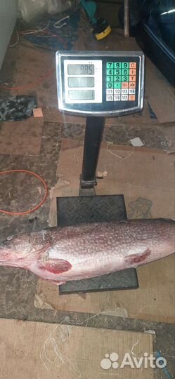 Щука свежая, с Ханты мансийского ао