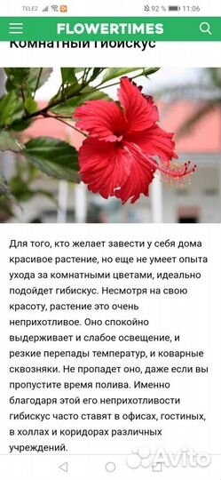 Прекрасная китайская роза (гибискус)