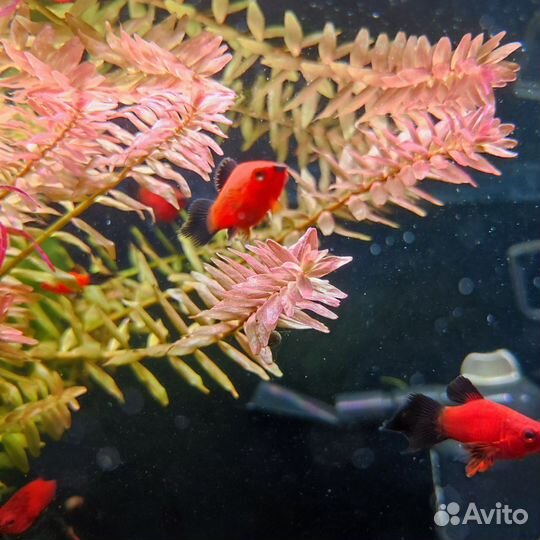 Аквариумная рыбка. Пецилия редиска