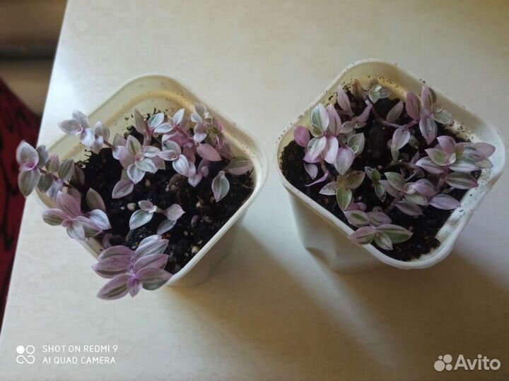 Каллизия розовая пантера