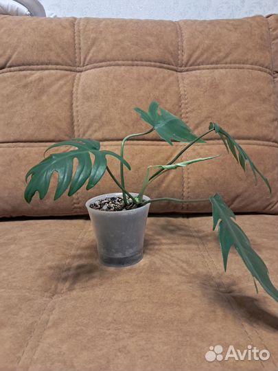 Филодендрон черный кардинал