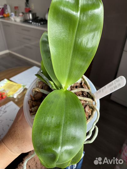 Фаленопсис LD's Bear King 'RH-3'