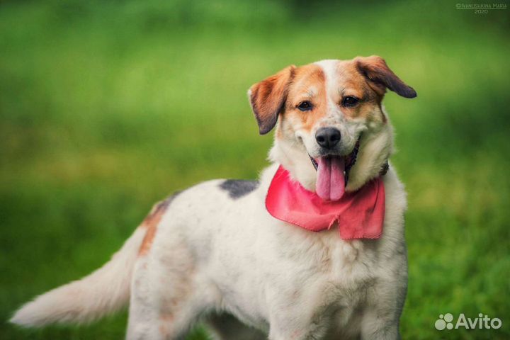 Собака в добрые руки