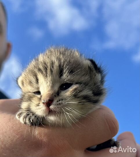 Отдам котят в добрые руки бесплатно