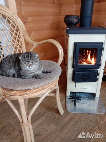 Передержка собак и кошек в загородном доме