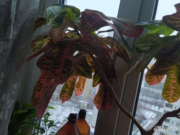 Кодиеум кротон