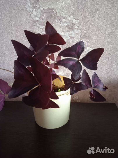 Кислица оксалис фиолетов зелёный мадам баттерфляй