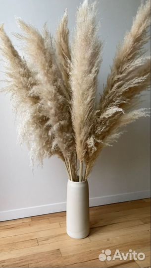 Камыш сухоцвет,пампасная трава,опт и розница