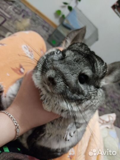 Шиншилла