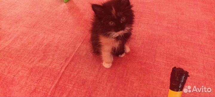 Котята Сибирские