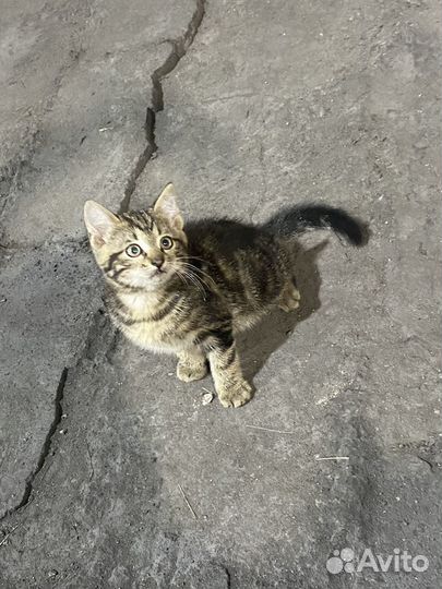 Котенок в добрые руки