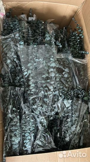 Эвкалипт стабилизированный