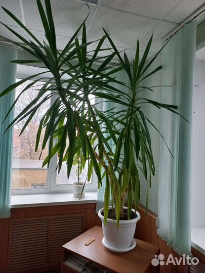 Цветы комнатные юкка, сансевьерия. фикус