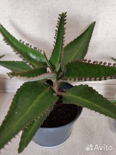 Каланхоэ лечебное