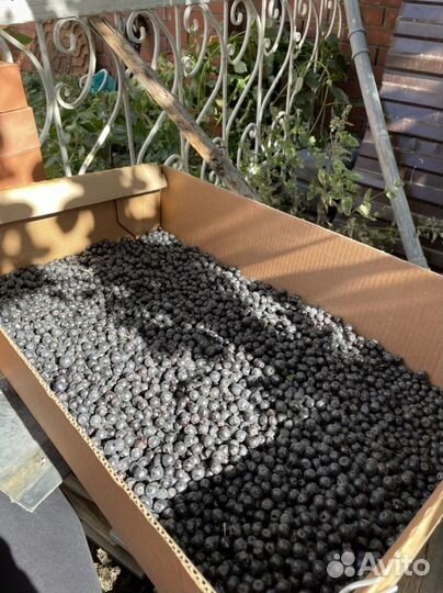 Черноплодная рябина без веточек крупная