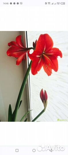 Гиппиаструм