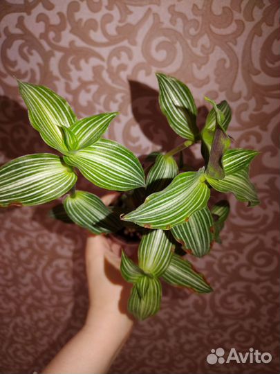 Комнатные растения