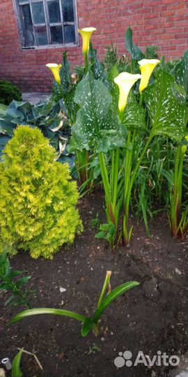 Цветы садовые