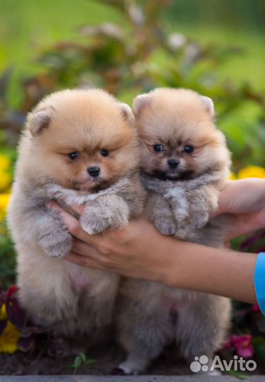 Померанский шпиц