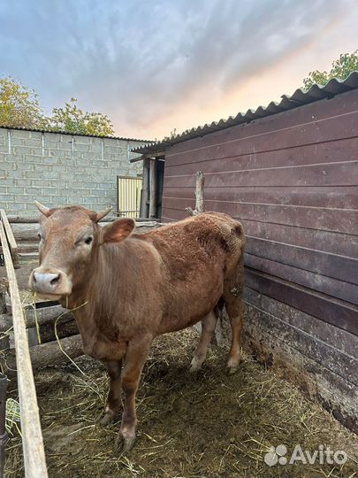 Быки и телки на мясо