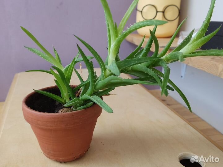 Суккуленты