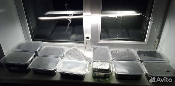 Семена tаbаcа, урожай 2023г