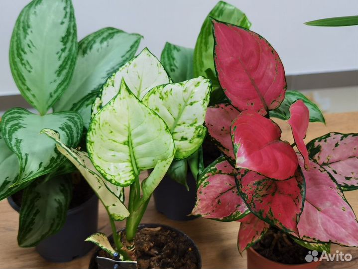 Взрослые сортовые аглаонемы в ассортименте
