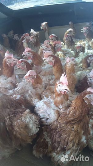 Куры молодки несушки