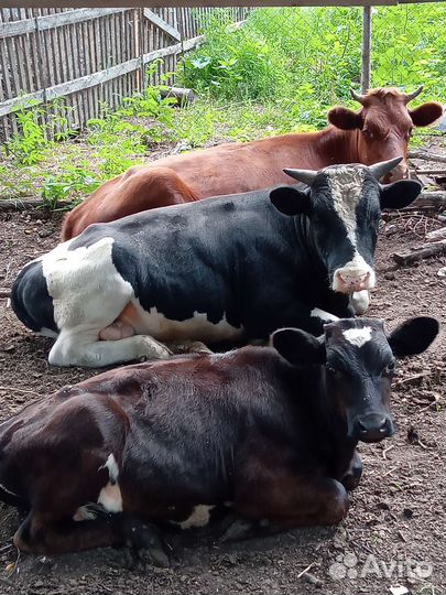 Бычки, телки, корова