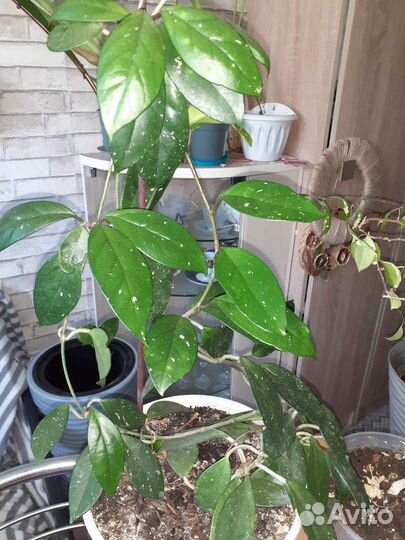 Хойя карноза компакта