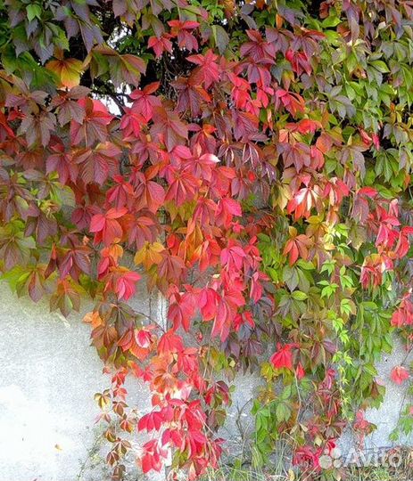 Саженцы девичий виноград