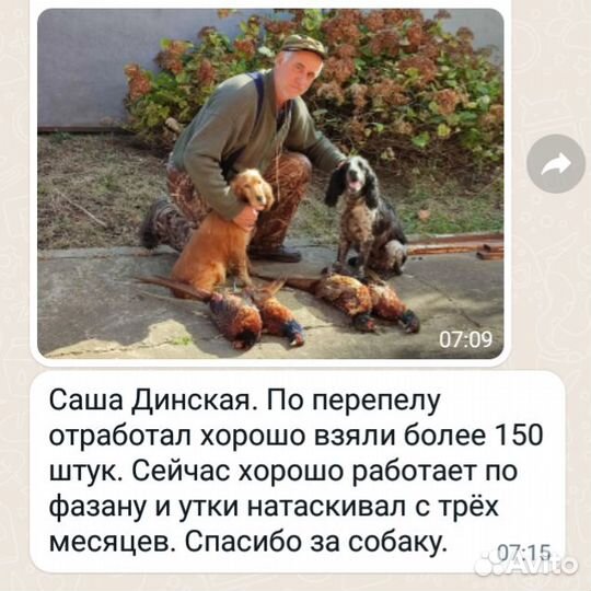 Щенки русского охотничьего спаниеля