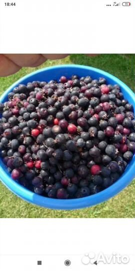 Ирга садовая