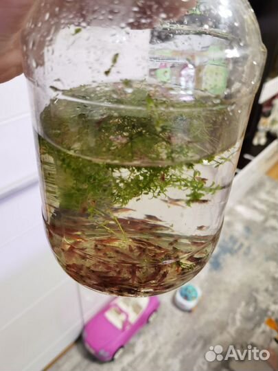 Аквариумные креветки красные