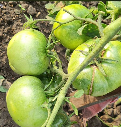 Дача 30 м² на участке 5 сот.