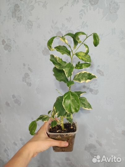 Лимон вариегатный