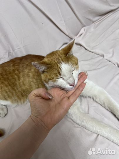 Нашли кота
