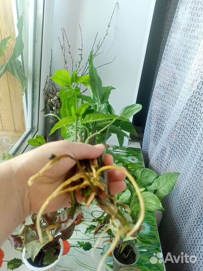 Сингониум Батерфляй и ушколистный