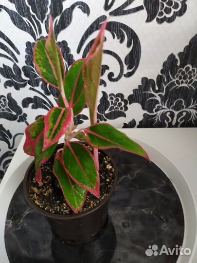 Аглаонема Крит