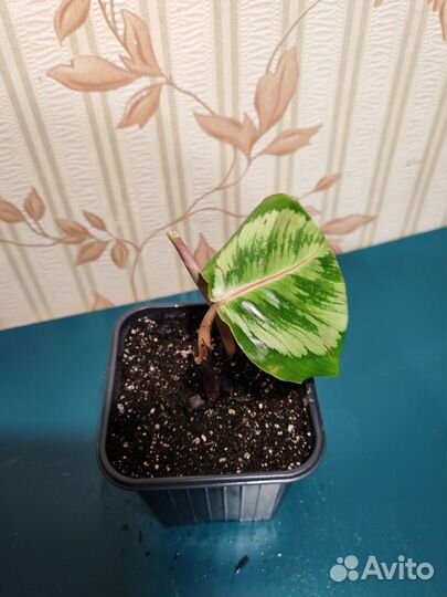 Калатея медальон