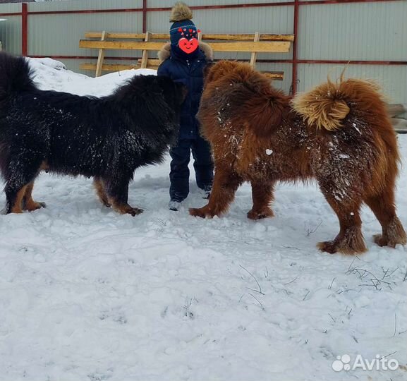 Тибетский мастиф вязка