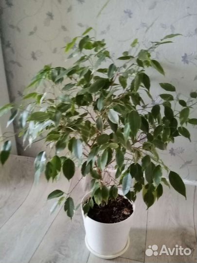 Фикус
