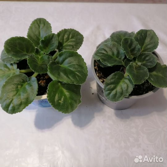 Фиалка белая, комнатные растения, цветы