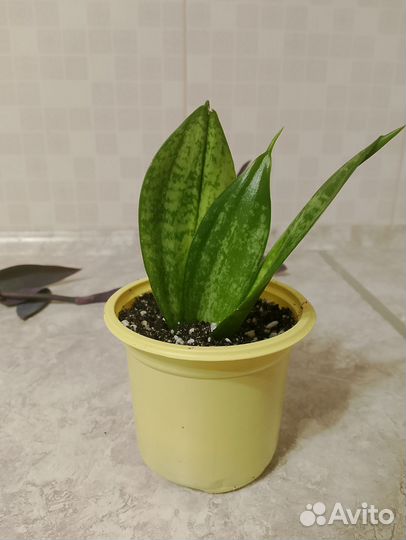 Сансевиерия