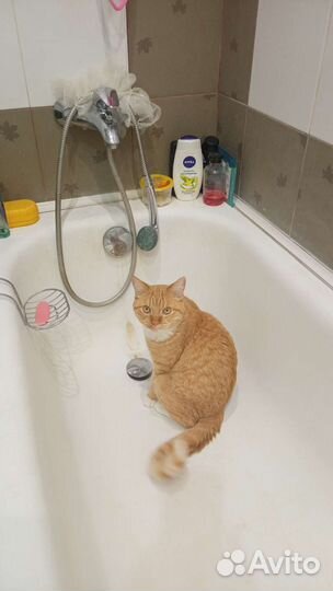 Отдам кота в добрые руки