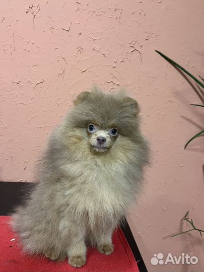 Померанский шпиц