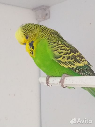Волнистый попугай,получехи